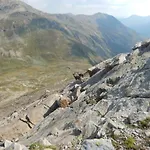 Mountain Milly * 利维尼奥